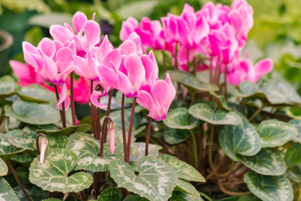 Cyclamen Flower Seeds Pink - Heirloom Non GMO High Germination Garden Seeds