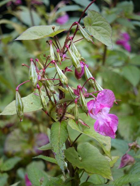 Azalea Flower Seeds - Heirloom Non GMO Premium Garden Seeds for Planting
