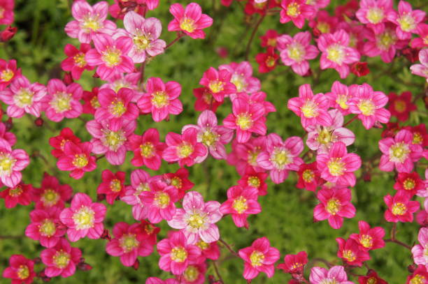 Saxifraga Flower Seeds - Heirloom Non GMO High Germination Garden Planting Seeds