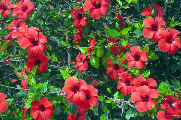 Red Hibiscus Flower Seeds 