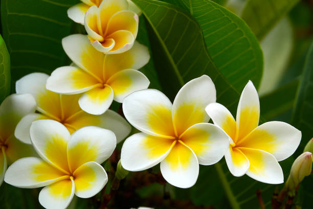Frangipani Flower Seeds