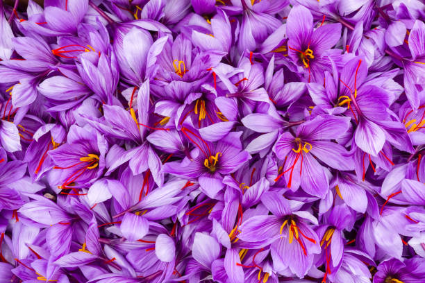 Crocus Sativus Flower Seeds - Heirloom Non GMO High Germination Premium Garden Seeds for Planting