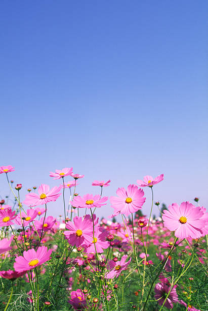 Pink Cosmos Flower Seeds