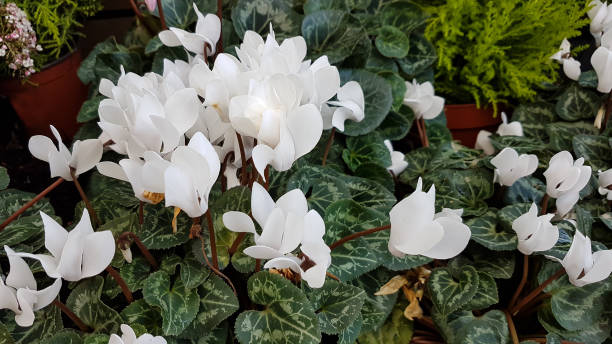White Cyclamen Flower Seeds