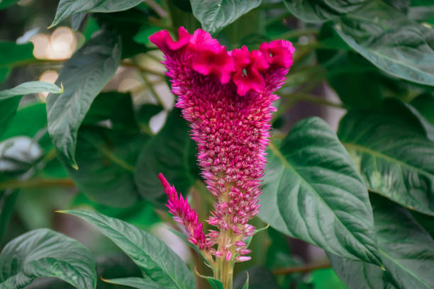 Pink Drak Cockscomb Flower Seeds