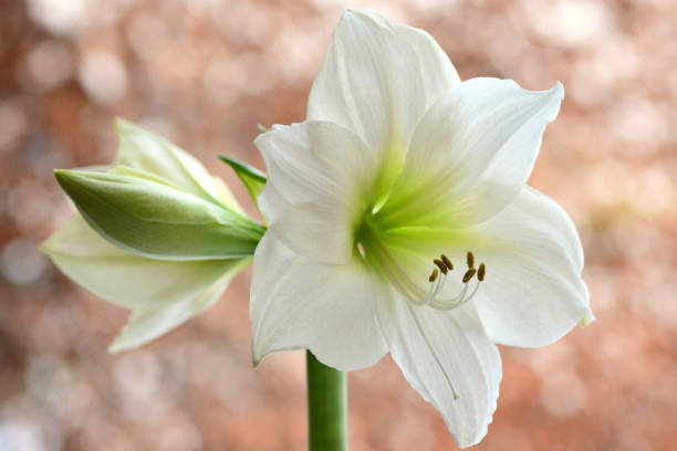 White Amaryllis Flower Seeds – Rare Blooming Plants for Balcony & Outdoor Gardens