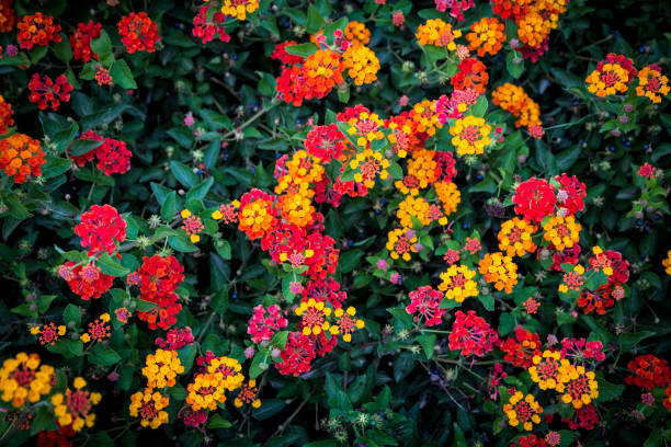 Verbena Flower Seeds - Heirloom Non GMO High Germination Garden Planting Seeds