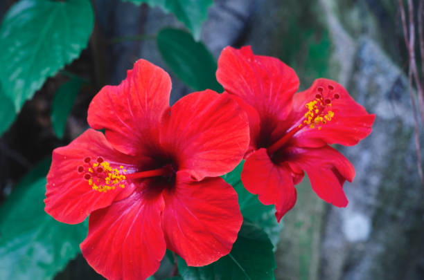Red Hibiscus Flower Seeds