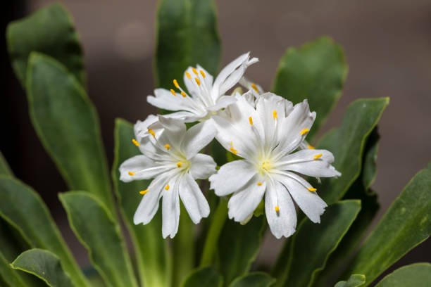 White Lewisia Flower Seeds