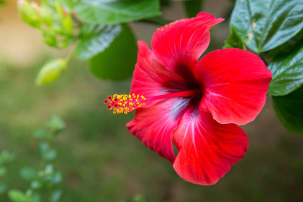 Red Hibiscus Flower Seeds 