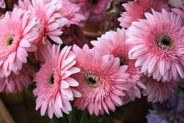 Pink Gerbera Flower Seeds – - Heirloom Non GMO Premium Garden Seeds for Planting, High Germination Outdoor Plants
