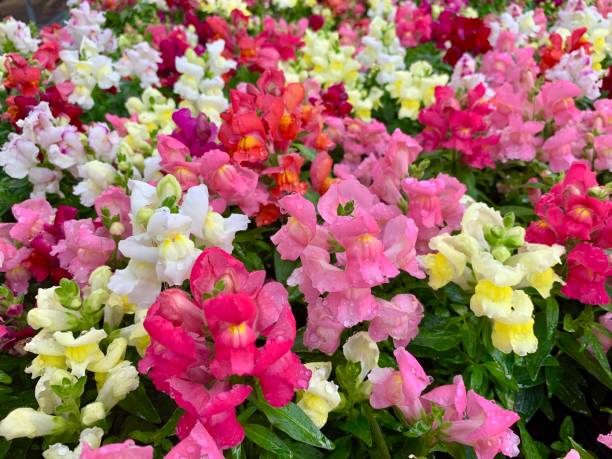 Antirrhinum Flower Seeds