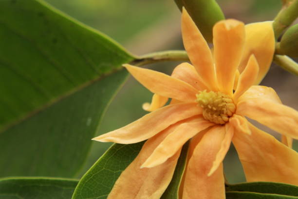 Orange Champaca Flower Seeds