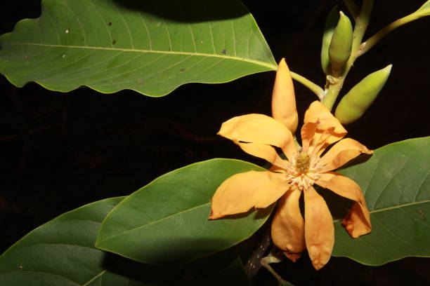 Orange Champaca Flower Seeds - Heirloom Non GMO High Germination Premium Flower Seeds for Home Garden