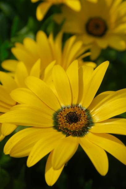 Daphne Flower Seeds for Planting | Heirloom, Non - Heirloom Non GMO High Germination Garden Seeds