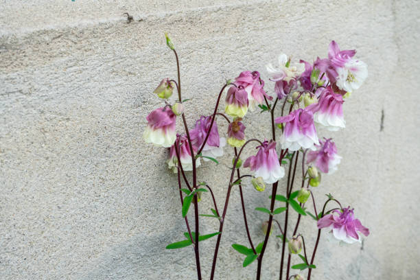Columbine Makhana Flower Seeds - Heirloom Non GMO High Germination Flower Seeds for Planting