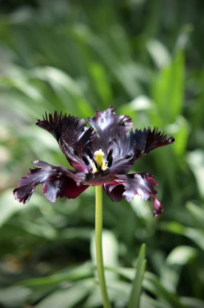 Black Parrot Tulip Flower Seeds 