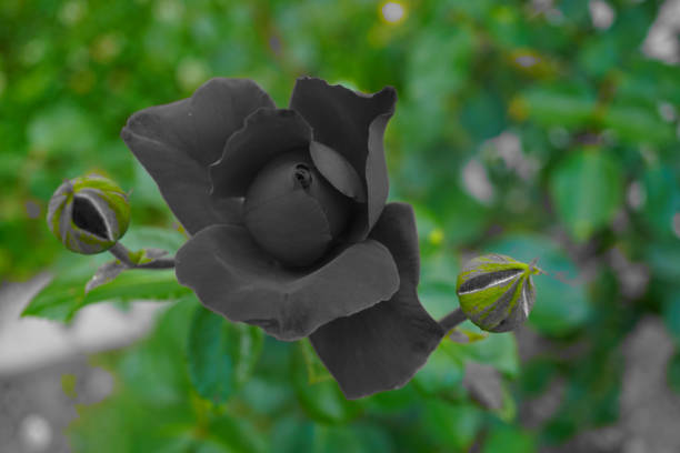 Black Calibrachoa Flower Seeds - Heirloom Non GMO Premium Garden Seeds for Planting