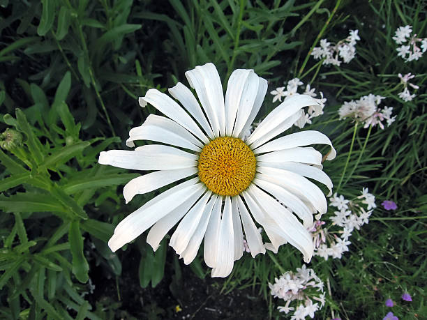 White Giant Daisy Flower Seeds – Exotic Flowering Plants for Vibrant Backyard Beauty - Heirloom Non GMO High