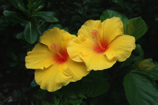 Yellow Orange Hibiscus Flower Seeds - Heirloom Non GMO High Germination Seeds