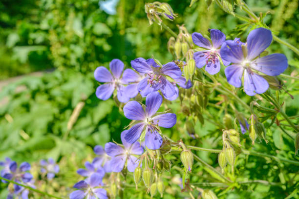 Cranesbill Flower Seeds