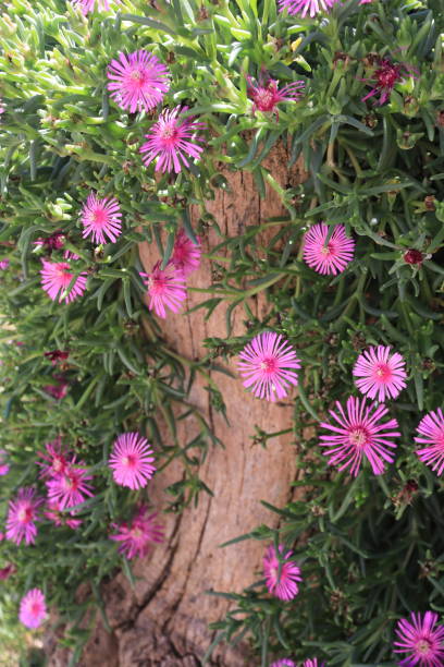 Pink Delosperma Flower Seeds - Heirloom Non GMO Garden Seeds for Planting