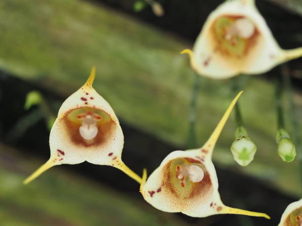 White Monkey face Orchid Flower Seeds – Easy Grow Blossoms for Pots and Patio Gardens