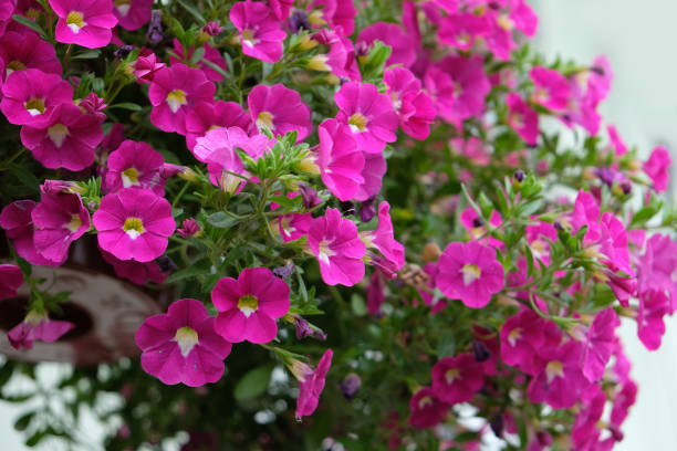 Pink Bacopa Flower Seeds