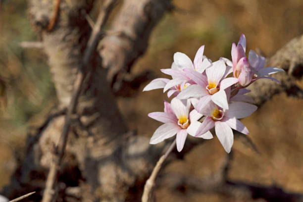 White Dendrobium Flower Seeds - Heirloom Non GMO High Germination Flower Seeds for Home Garden Planting