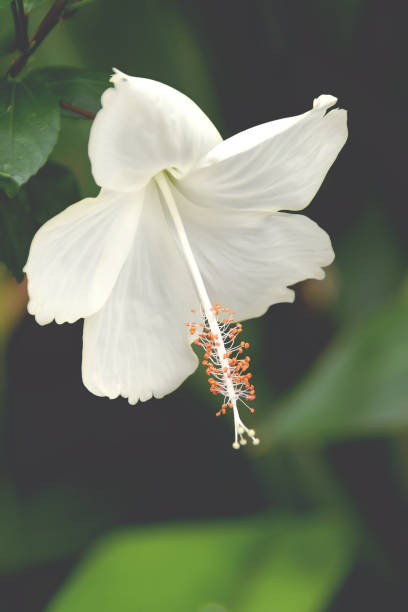 White Hibiscus Heirloom Non Flower Seeds - Heirloom Non GMO High Germination Garden Planting Seeds