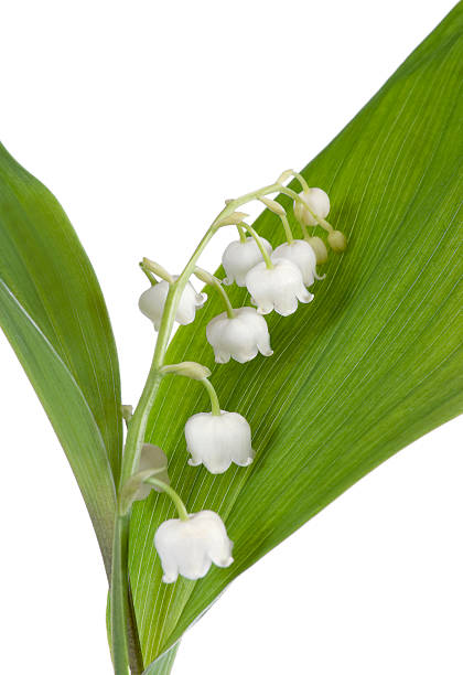 White Lily The Valley Flower Seeds – Exotic Flowering Plants for Vibrant Backyard Beauty