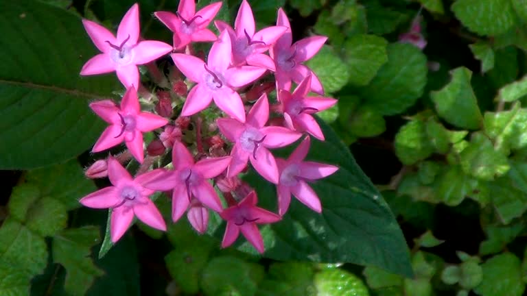 Pentas Flower Seeds – Exotic Flowering Plants for Vibrant Garden Beauty