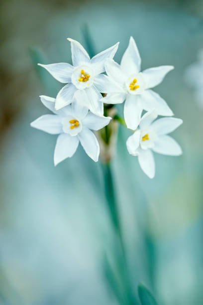 White Daffodil Flower Seeds - Heirloom Non GMO High Germination Premium Garden Seeds for Planting