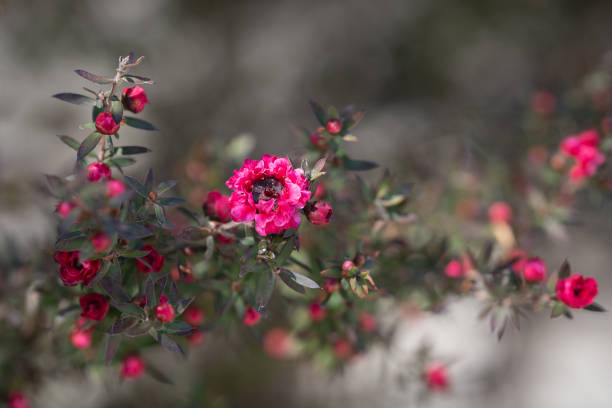 Dark Pink Leptospermum Scoparium Flower Seeds