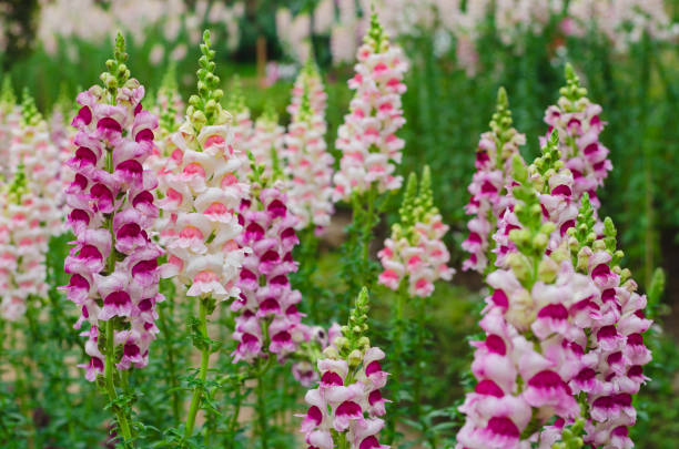 Aparajita Flower Seeds - Heirloom Non GMO Premium Garden Seeds for Planting