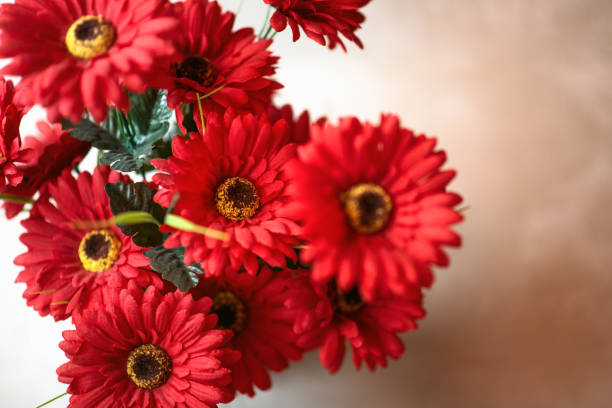 Red Gerbera Flower Seeds
