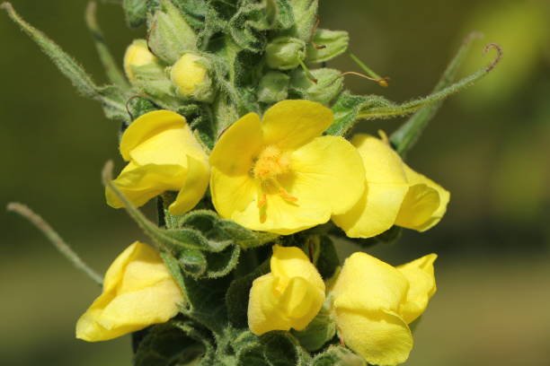 Yellow Verbascum Thapsus Flower Seeds - Heirloom Non GMO High Germination Garden Planting Seeds