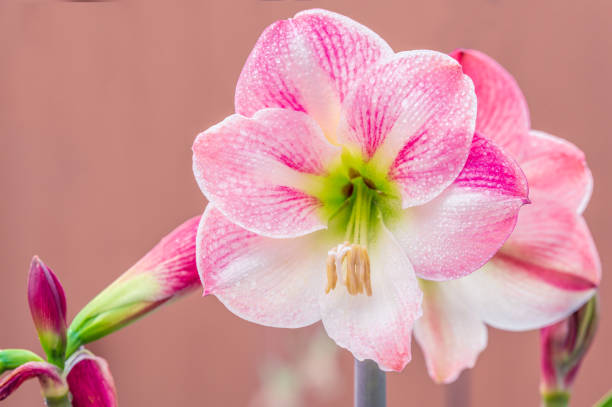 White Pink Amaryllis Flower Seeds – Exotic Flowering Plants for Colorful Backyard Beauty - Heirloom Non GMO High Germina
