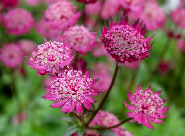 Pink Astrantia Flower Seeds