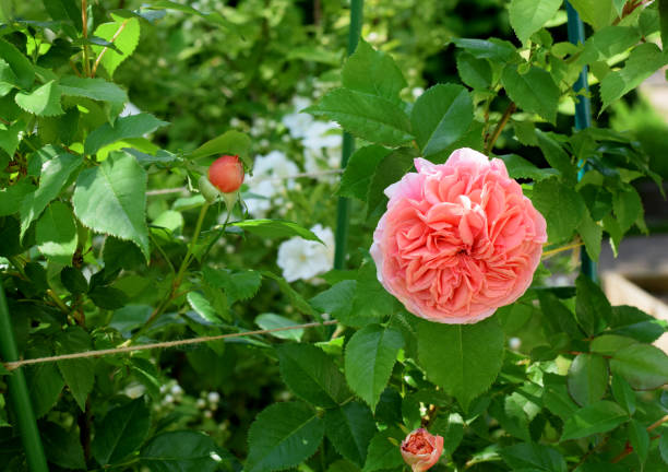 Peach Climbing Rose Flower Seeds