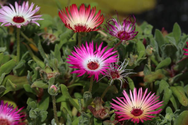 Aptenia cordifolia Flower Seeds