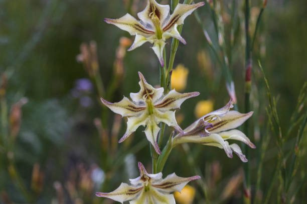 Gladiolus Tristis Flower Seeds
