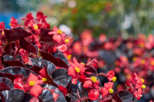 Red Giant Begonia Flowers Seeds | Heirloom Non-GMO High Germination Seeds - Heirloom Non GMO High Germination Garden