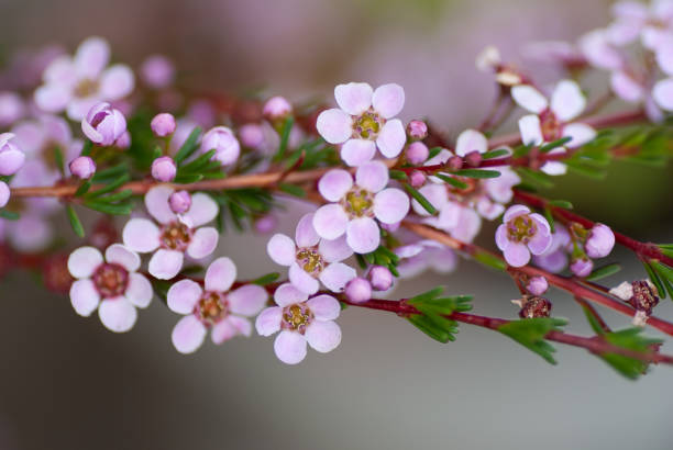 Chamelaucium Flower Seeds