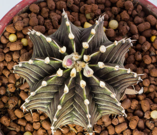 Aztekium Flower Seeds
