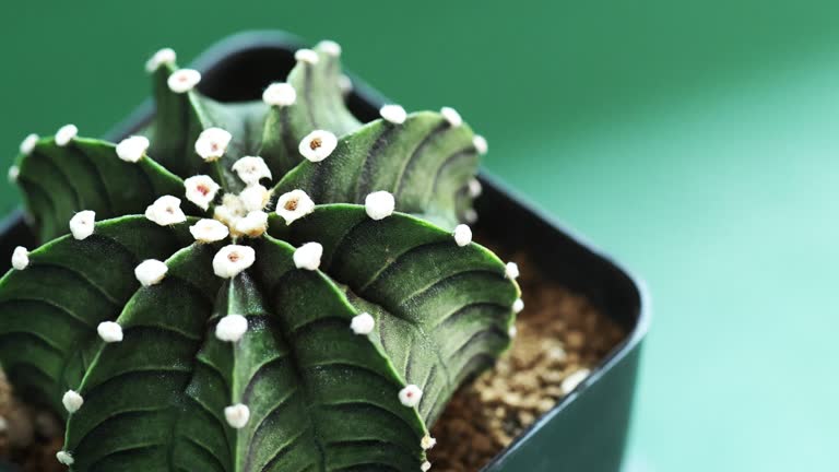 Aztekium Hintonii Flower Seeds - Heirloom Non GMO Premium Garden Seeds for Planting