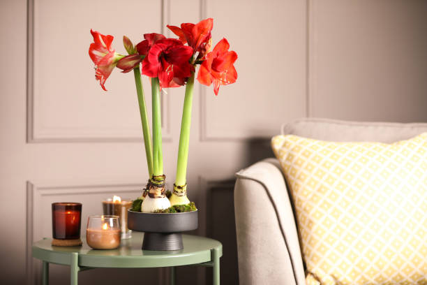 Amaryllis Flower Seeds - Heirloom Non GMO High Germination Garden Seeds