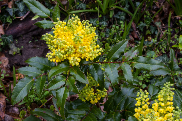 Aquifolium Flower Seeds – Exotic Flowering Plants for Colorful Backyard Beauty