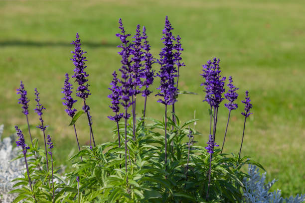 Deep Purple Salvia Flower Seeds - Heirloom Non GMO High Germination Premium Garden Seeds for Planting