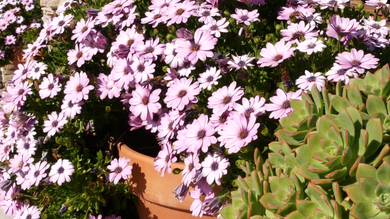 Calibrachoa Flower Seeds Mixed Exotic Flowering Plants for Vibrant Garden Beauty for Colorful - Heirloom Non GMO Premium
